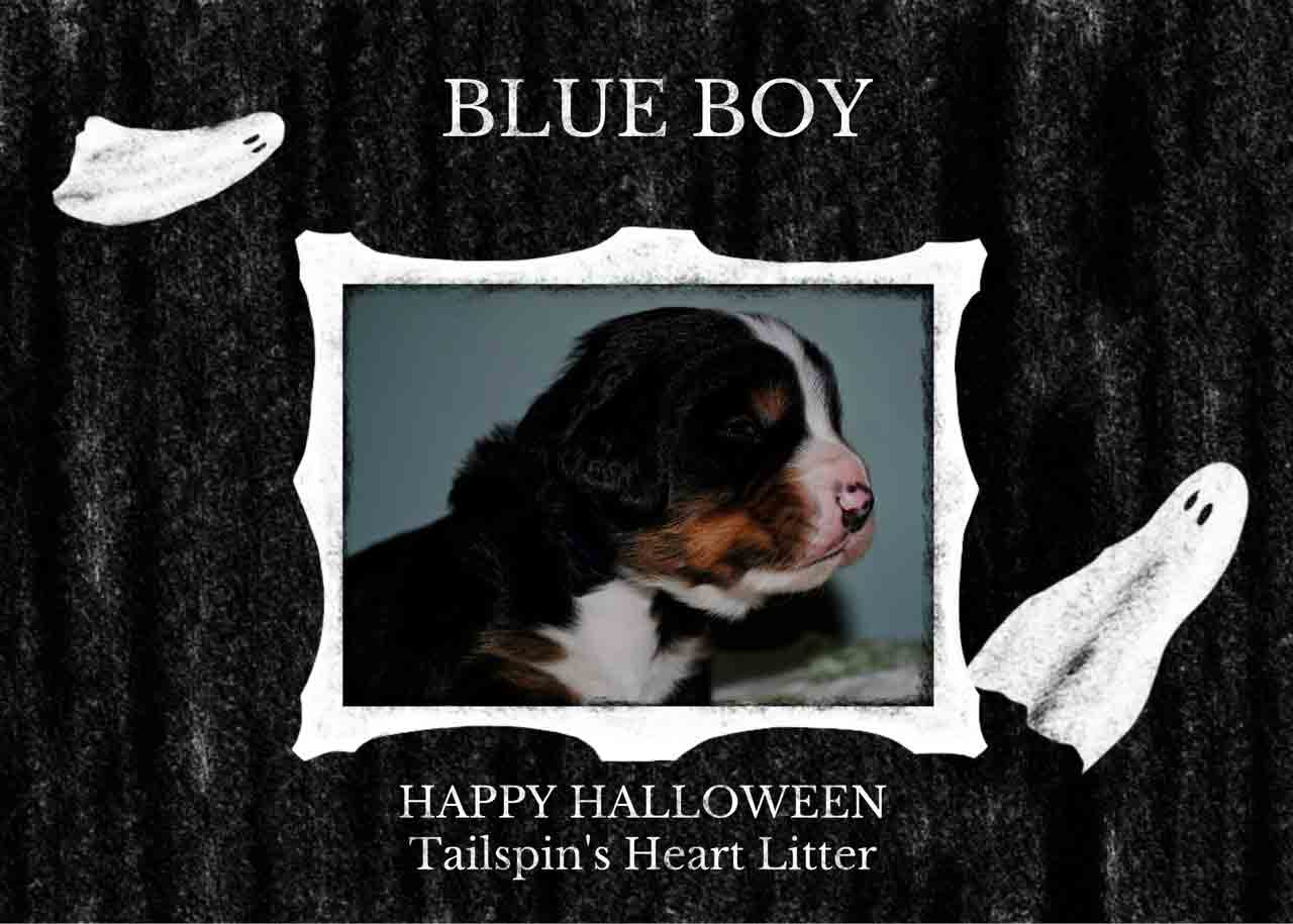 BLUE-BOY