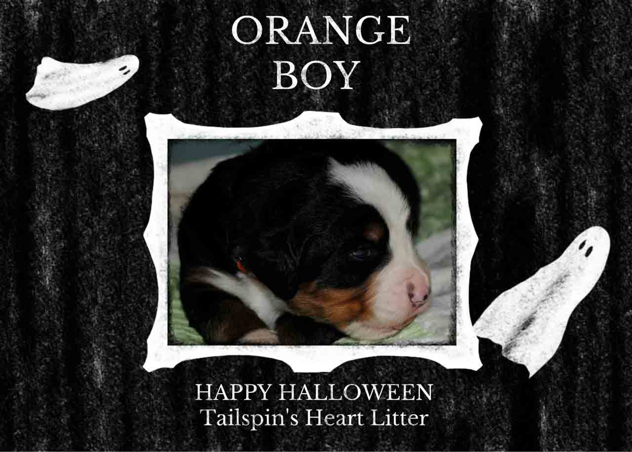 ORANGE-BOY