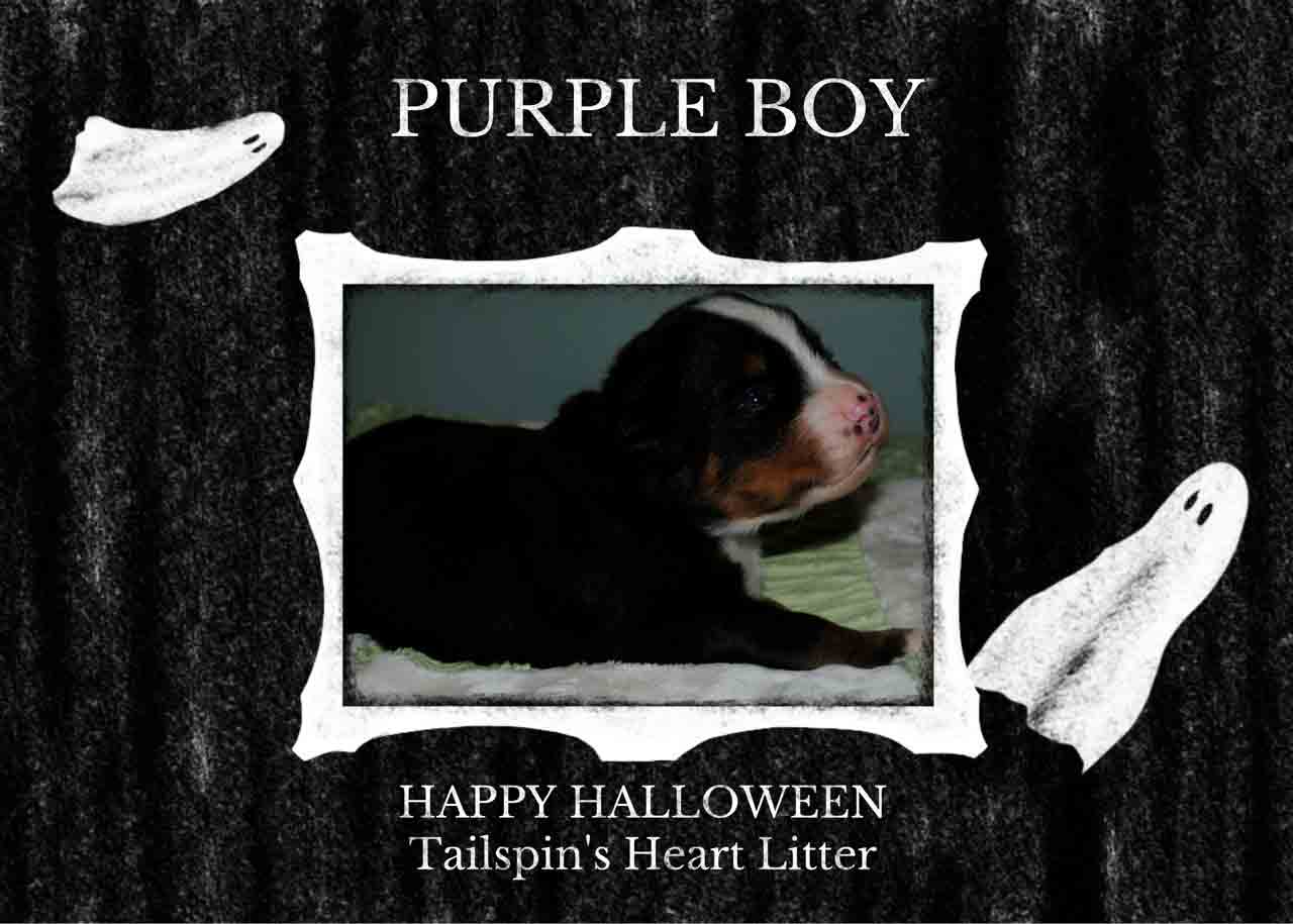 PURPLE-BOY